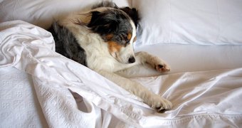 Разрешать ли собаке спать на кровати? - Точного ответа нет.