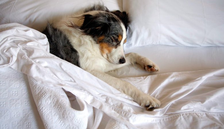 Trixie Jimmy - спальное место для собак - 45х35 см