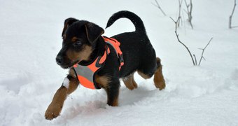 Уход за собакой зимой
