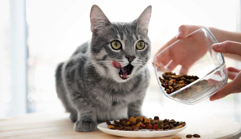 Kормление кошек: советы ветеринаров, особенности.