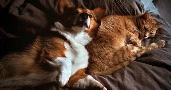 Собака и кошка: как их подружить в одном доме?