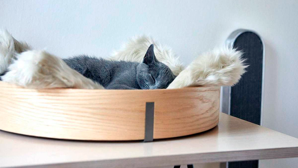 Спящая в своей кроватке кошка: ее хозяева знают, как выбрать лежанку правильно