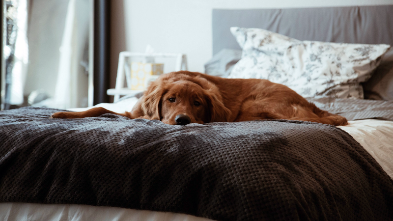 Фото собаки, которой разрешают лежать и спать на кровати в отсутствие хозяев