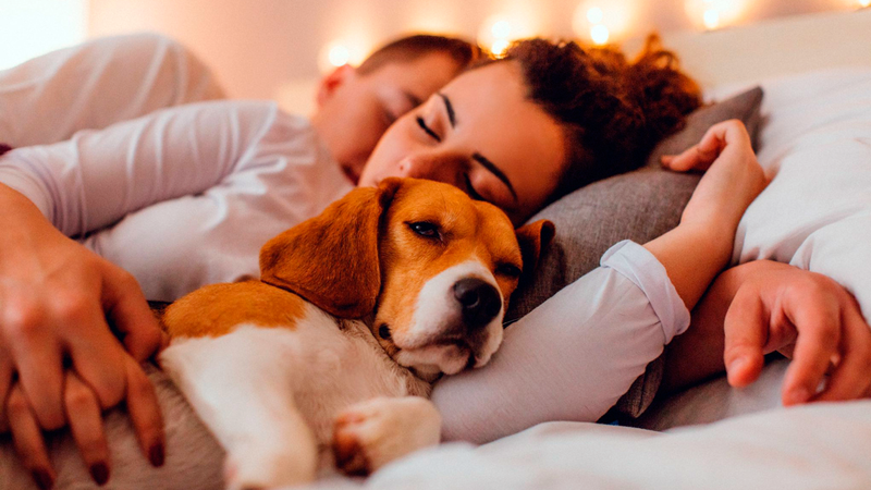 Молодая семья, члены которой разрешают собаке спать на кровати, и все довольны