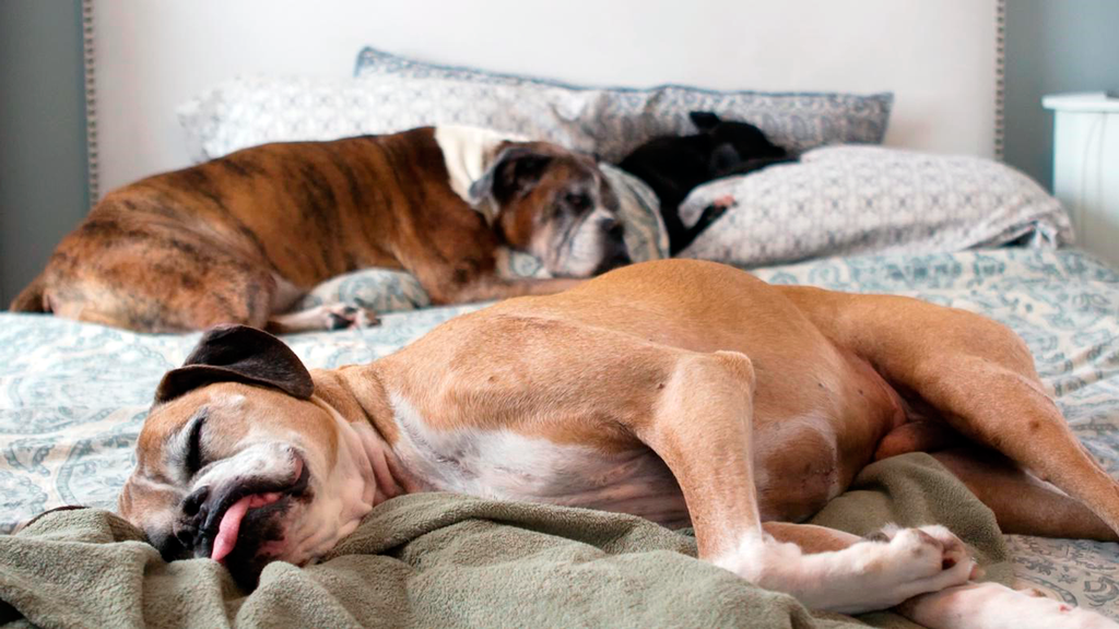 Фото сразу нескольких собак, которым разрешают спать на кровати хозяев