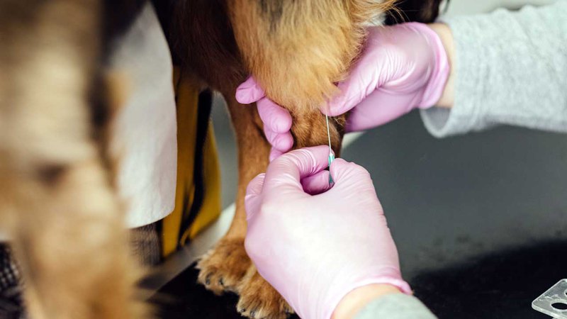 Ветеринар фиксирует лапу щенка чтобы сделать прививку