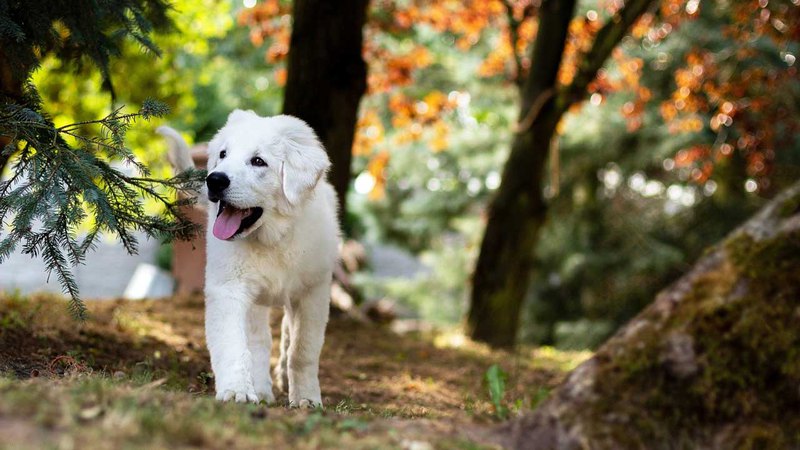 Щенок на прогулке в лесу; регулярный выгул - одно из основных правил ухода за собакой