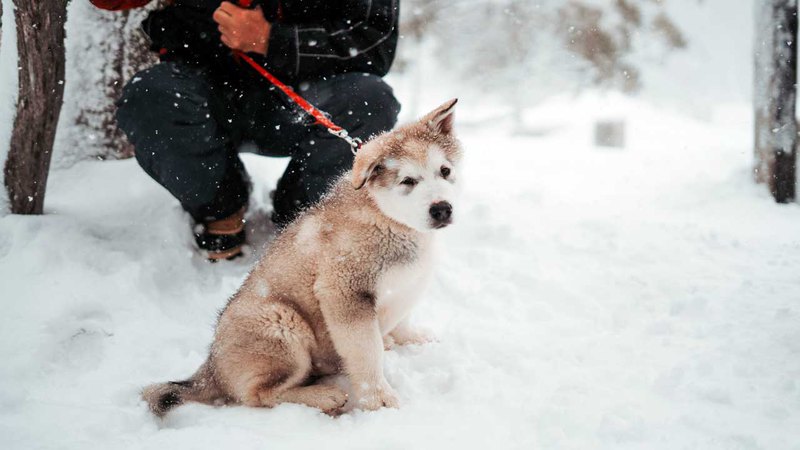 Щенок хаски (ездовые короткошерстные собаки) на зимней прогулке 