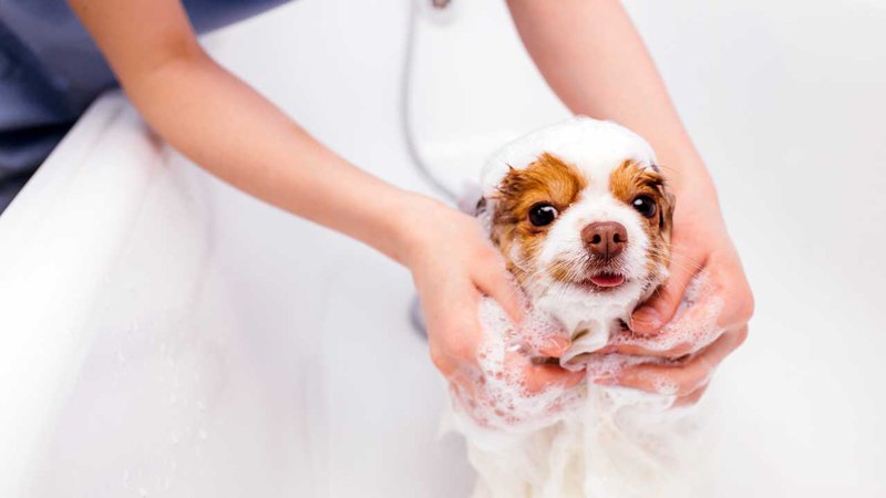 Купание питомца в ванной с применением шампуня для собак