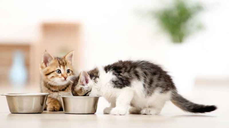 Два котенка около мисок - судя по их виду, их хозяева знают чем кормить кошку