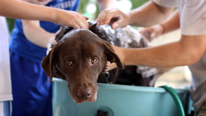 Блохи у домашней собаки устраняются обычным хозяйственным мылом