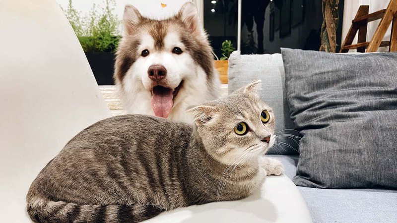 Как подружить кошку с собакой в квартире