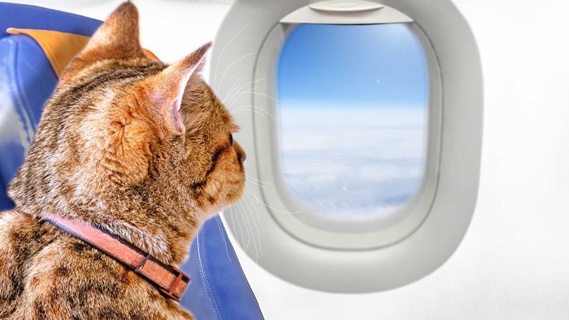 Перевозка собак и кошек в самолете. Особенности и сравнения