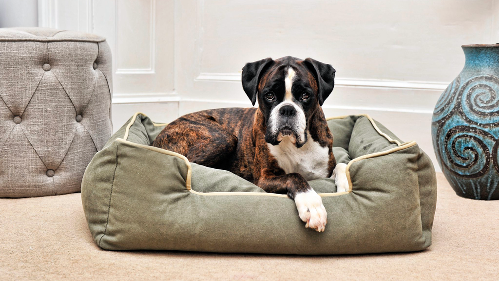 Собака среднего размера на прямоугольном лежаке: вот так и надо выбирать лежанку для собаки