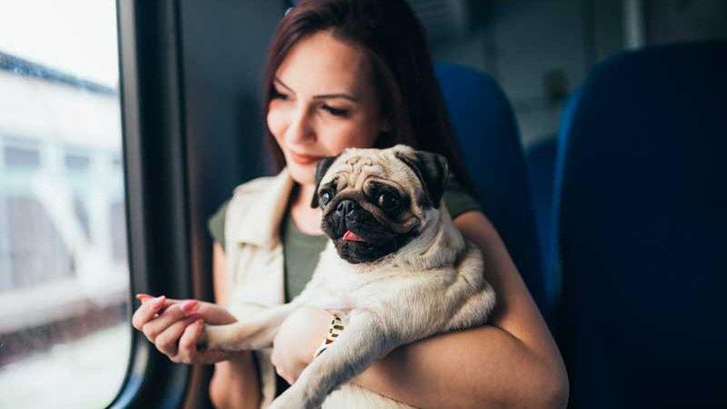 перевозка животных в поездах РЖД доступна при оплате услуги по отдельному тарифу. Исключение – собаки-поводыри, провоз которых бесплатный. 
