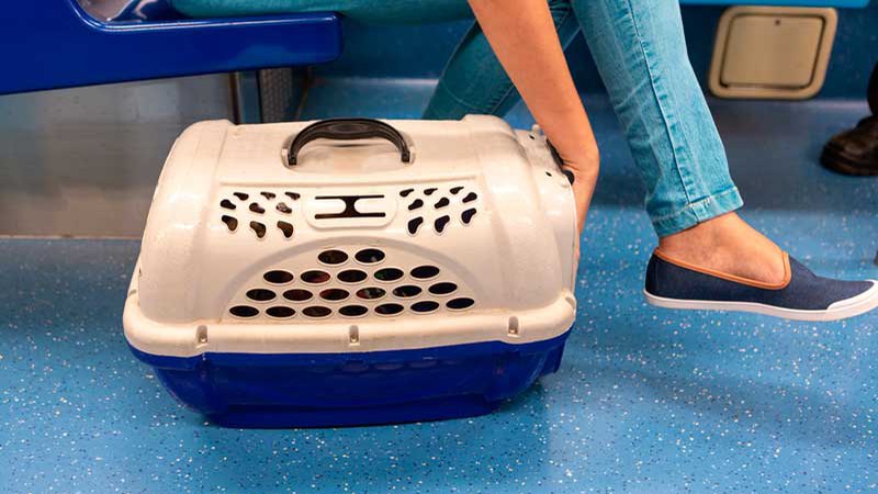 правила перевозки животных в поездах предусматривают наличие специальной переноски, которая защищает питомцев и всех окружающих от дискомфорта. 