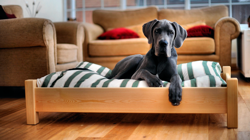 Фото собаки, хозяева которой предпочли выбрать кроватку в качестве лежанки
