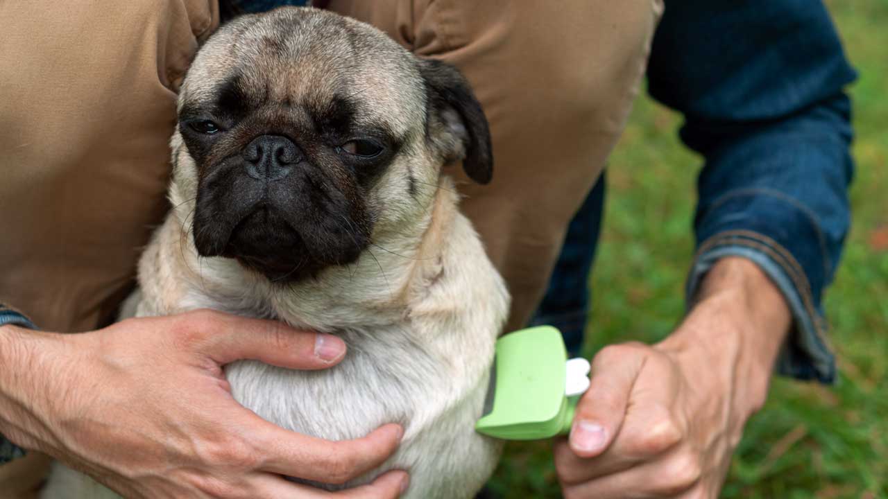 Расческа фурминатор - спасение от линьки для кошек и собак