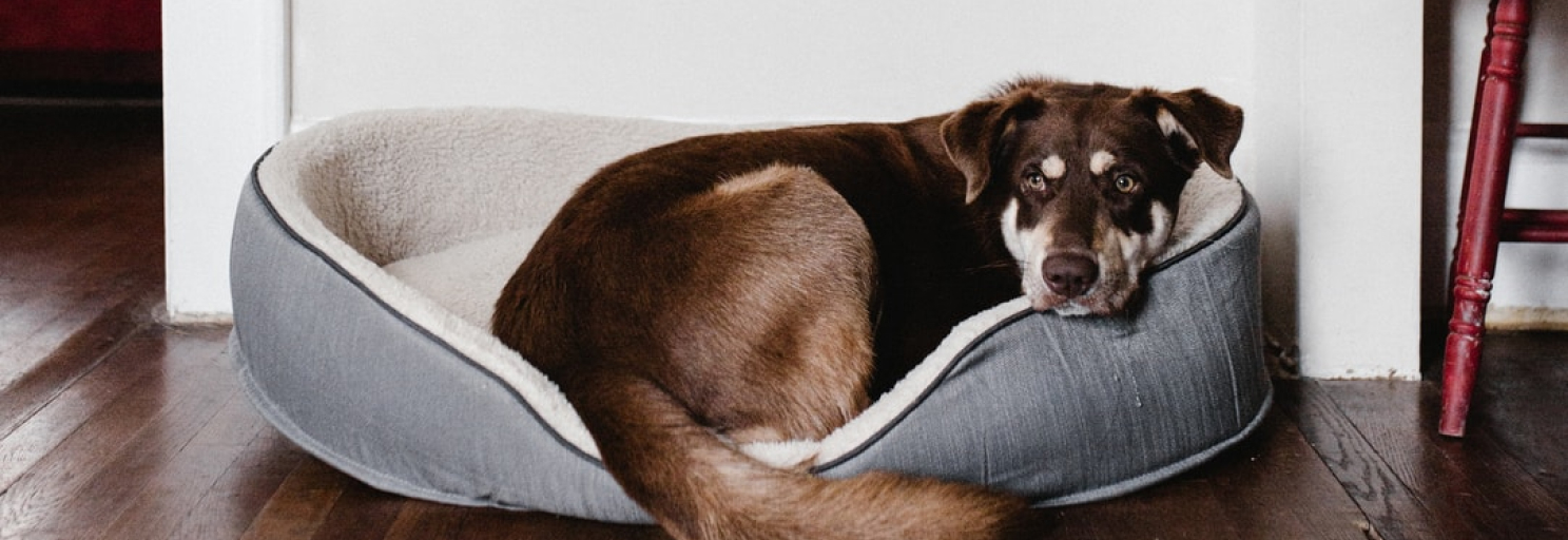 Willow&Berry началась с желания создать идеальное спальное место для собаки. <br>Наша миссия - помочь показать любовь к тем, кто действительно любит вас и сделать это с шиком. Ваш питомец обязательно оценит заботу и мягкий подарок для комфортного сна.